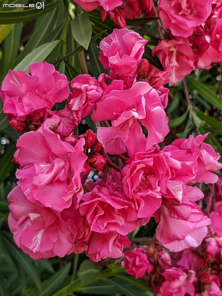 紅花夾竹桃 台南市安南區四草大道 04/30