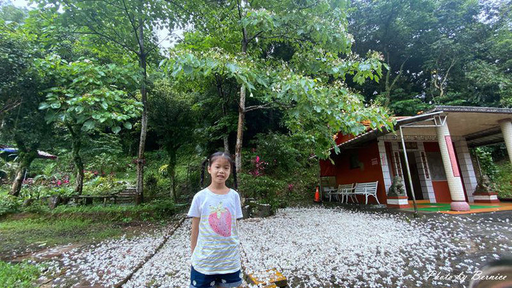 瑪西雨中桐遊~親子桐遊趣.微雨中賞桐也很浪漫