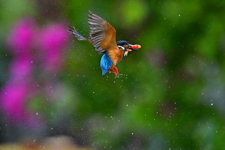 點我看大圖 Nikon Z9+70-200mm母親節快樂!母翠鳥教小翠鳥飛行與衝水。