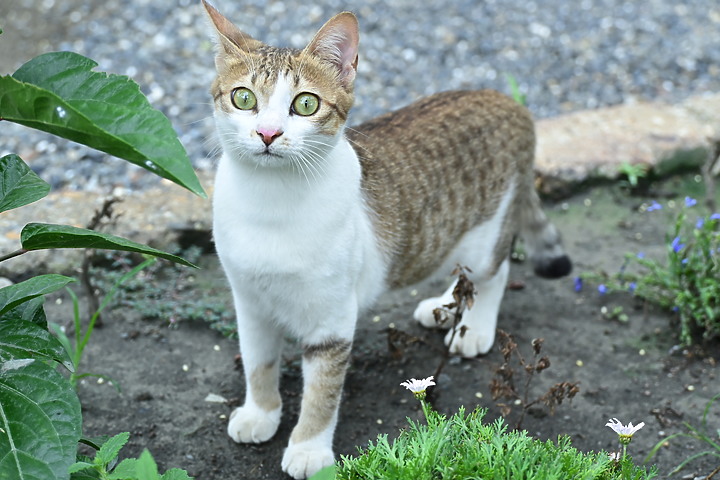 Nikon Z fc+18-140mm喵咪的秘密小花園，都是喵眼(動物)對焦哦！