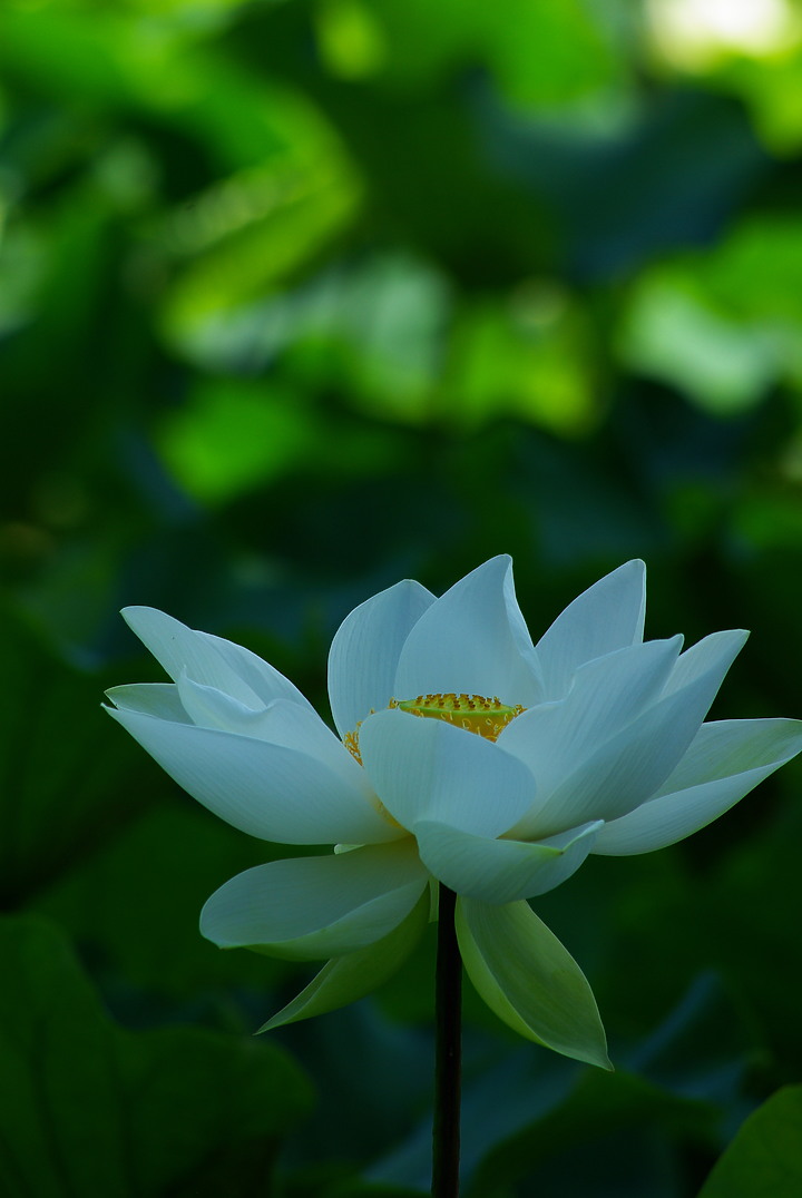 花開花闔，清香白蓮 （端午更新）