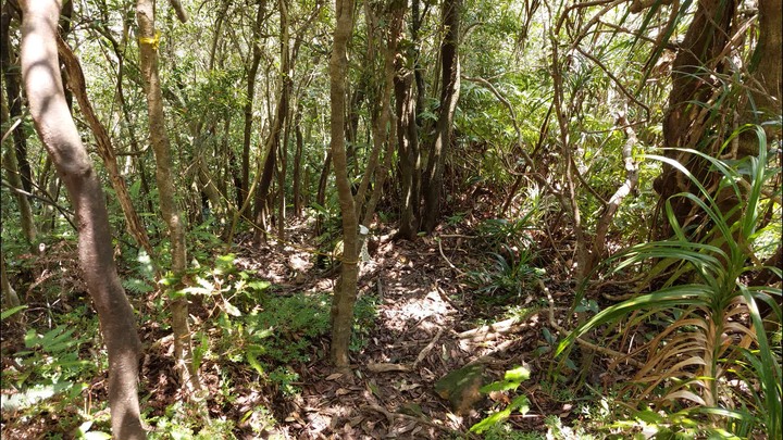 [樂山童盟] [新北平溪] 中央尖-臭頭山-東勢格越嶺步道