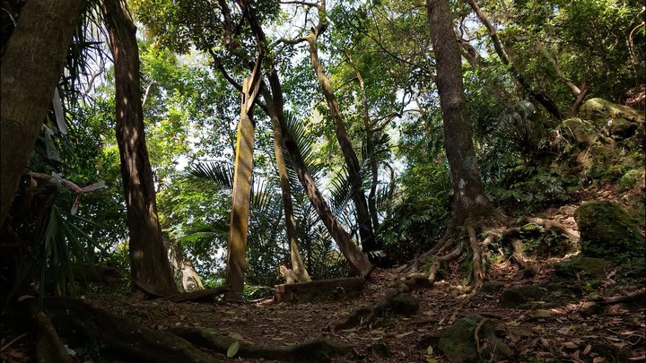 [樂山童盟] [新北平溪] 中央尖-臭頭山-東勢格越嶺步道