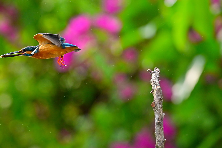 點我看大圖 Nikon Z9+70-200mm母親節快樂!母翠鳥教小翠鳥飛行與衝水。