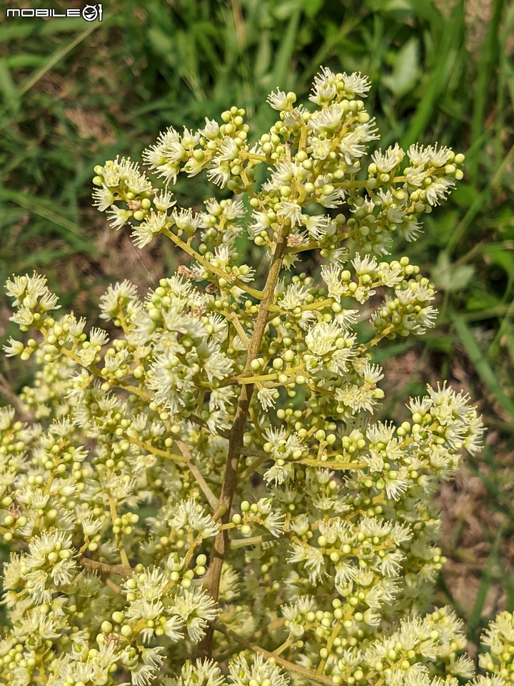 火球花+無患子 台南市佳里區營頂里佳福寺 05/22