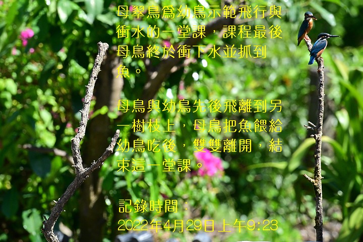 點我看大圖 Nikon Z9+70-200mm母親節快樂!母翠鳥教小翠鳥飛行與衝水。