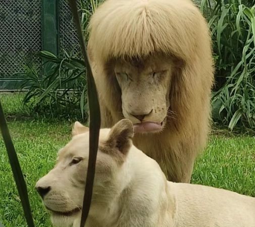 「齊瀏海」獅子又換新造型網友笑噴：喜感十足！