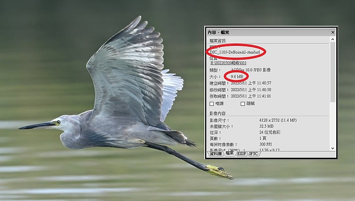 Z9的120fps880張林邊崎峰暗色型小白鷺，經Denoise AI降躁，以4K格式輸出影片。