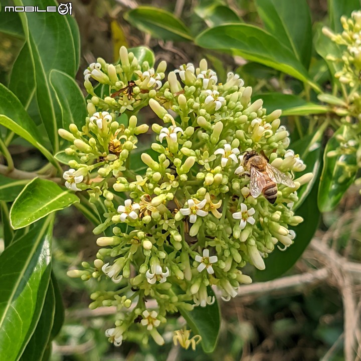 火球花+無患子 台南市佳里區營頂里佳福寺 05/22