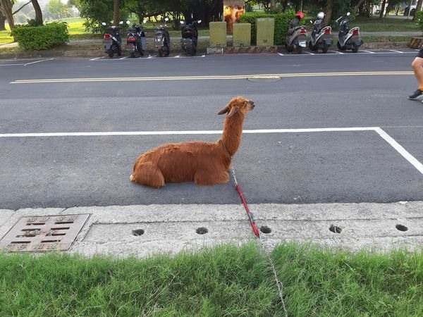 三寶草泥馬肉身佔路邊停車格「整台壓紅線」笑噴媽:一整個放肆