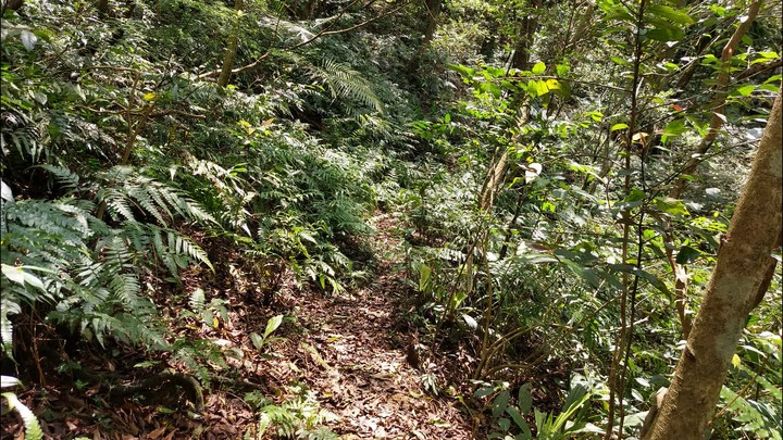 [樂山童盟] [新北平溪] 中央尖-臭頭山-東勢格越嶺步道