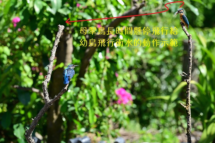 點我看大圖 Nikon Z9+70-200mm母親節快樂!母翠鳥教小翠鳥飛行與衝水。