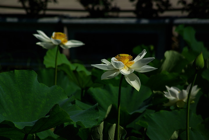 花開花闔，清香白蓮 （端午更新）