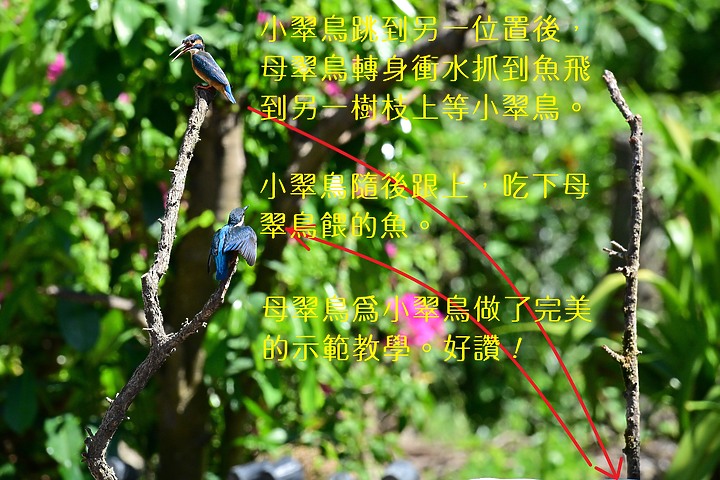 點我看大圖 Nikon Z9+70-200mm母親節快樂!母翠鳥教小翠鳥飛行與衝水。