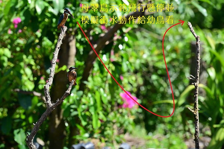 點我看大圖 Nikon Z9+70-200mm母親節快樂!母翠鳥教小翠鳥飛行與衝水。