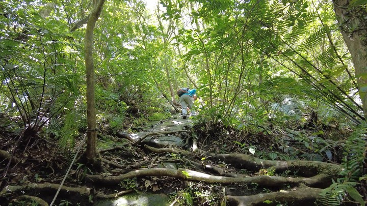 [樂山童盟] [新北平溪] 中央尖-臭頭山-東勢格越嶺步道