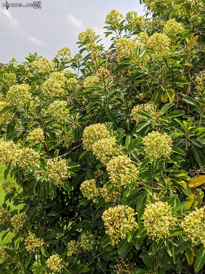 火球花+無患子 台南市佳里區營頂里佳福寺 05/22