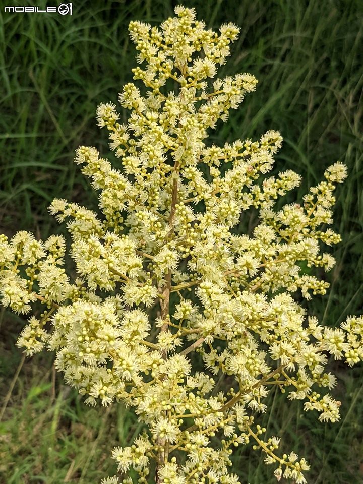 火球花+無患子 台南市佳里區營頂里佳福寺 05/22