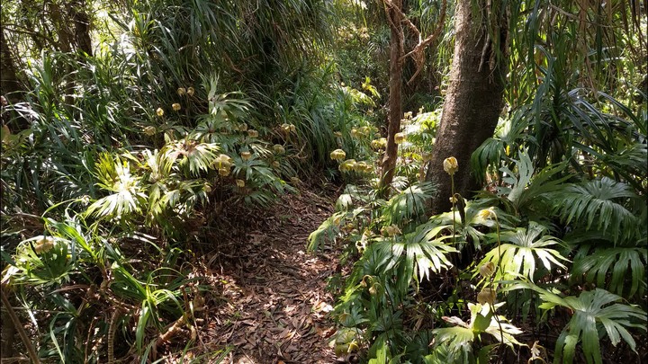 [樂山童盟] [新北平溪] 中央尖-臭頭山-東勢格越嶺步道