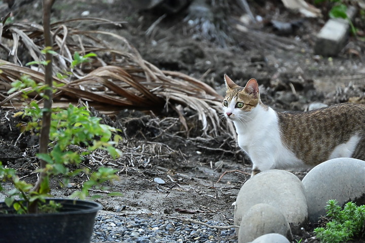 Nikon Z fc+18-140mm喵咪的秘密小花園，都是喵眼(動物)對焦哦！