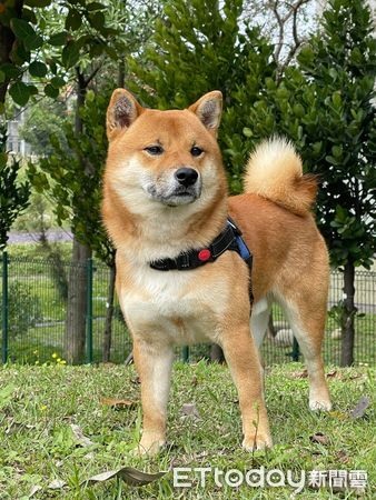 跟著汪姐姐奔跑!柴弟被帶進溝裡「頂滿臉泥巴」氣得奧嘟嘟