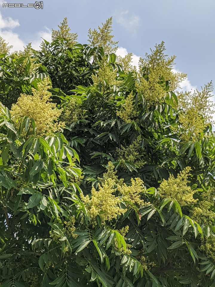 火球花+無患子 台南市佳里區營頂里佳福寺 05/22