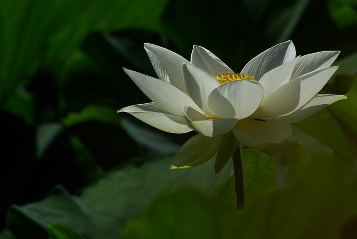 花開花闔，清香白蓮 （端午更新）