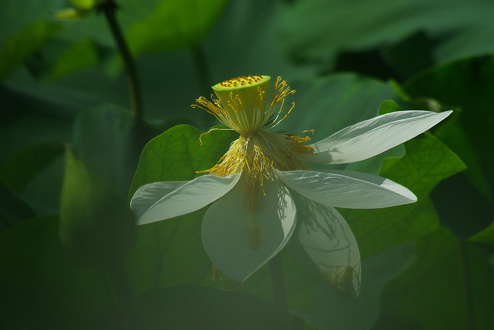 花開花闔，清香白蓮 （端午更新）