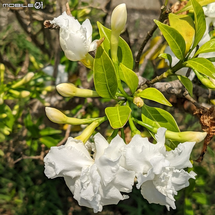 火球花+無患子 台南市佳里區營頂里佳福寺 05/22