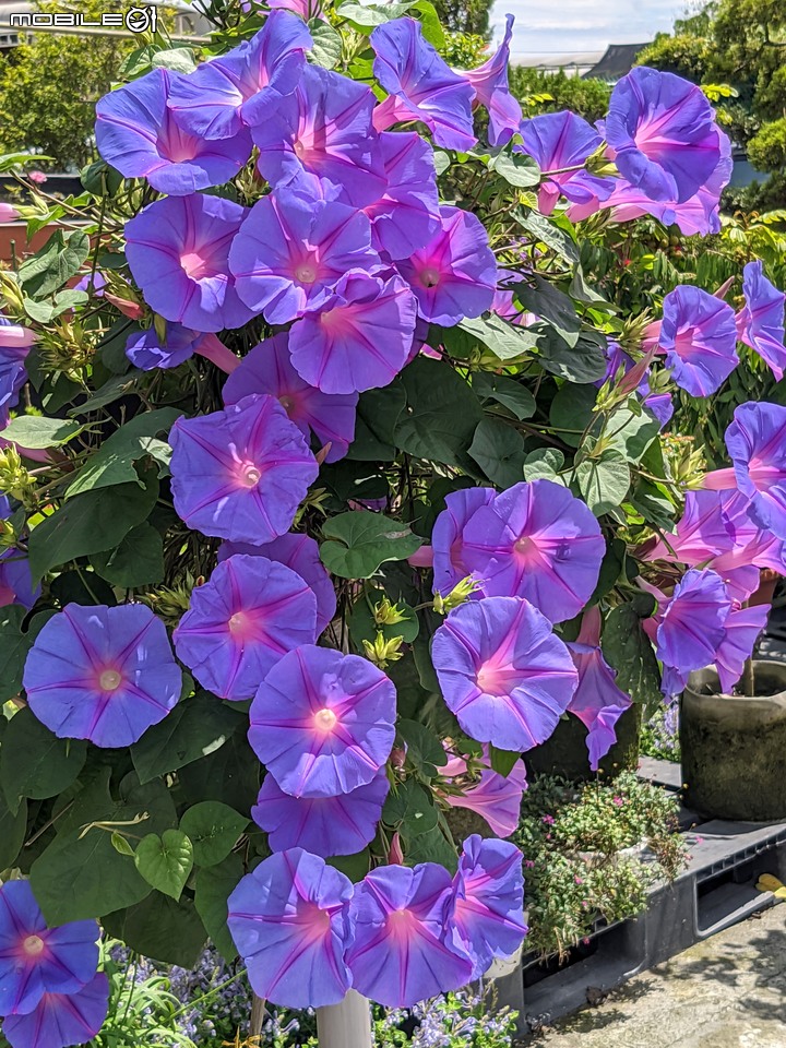 密毛魔芋+大岩桐 台南市新化區中興林場 05/29