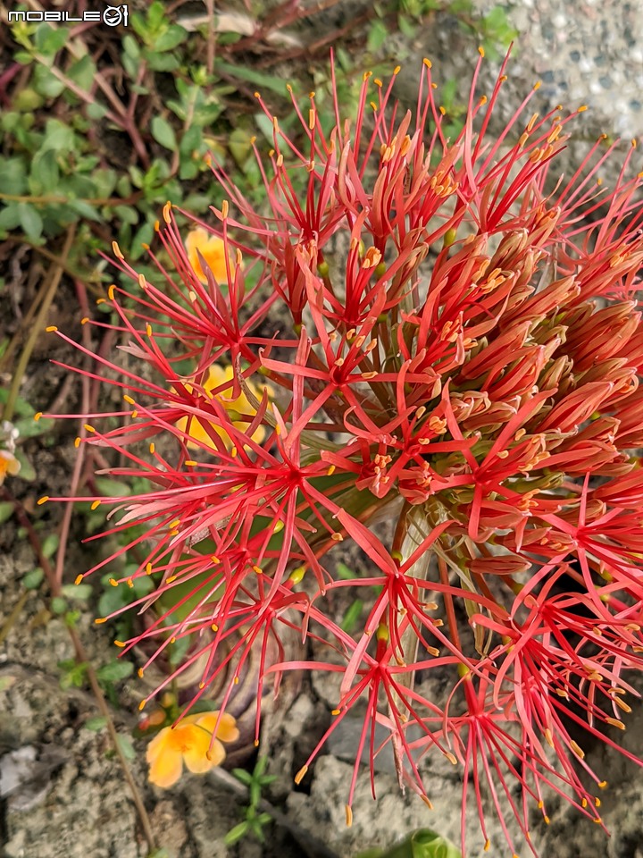 火球花+無患子 台南市佳里區營頂里佳福寺 05/22