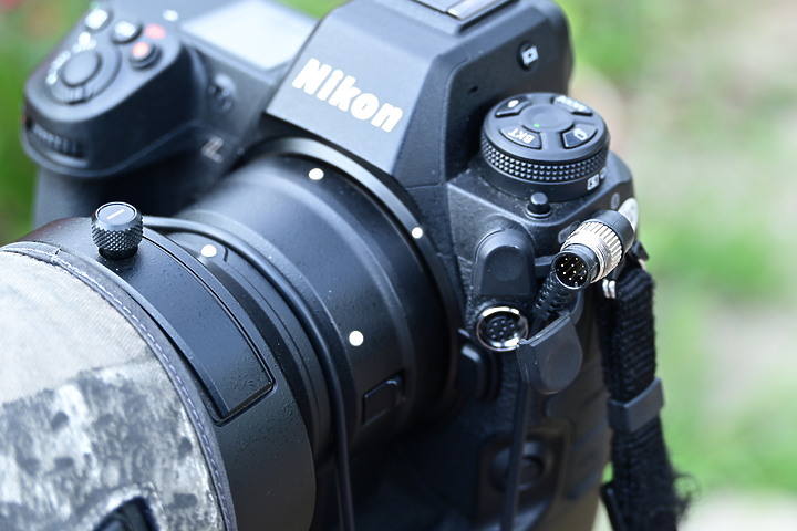 點我看大圖 Nikon Z9+70-200mm母親節快樂!母翠鳥教小翠鳥飛行與衝水。