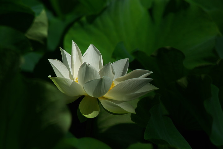 花開花闔，清香白蓮 （端午更新）