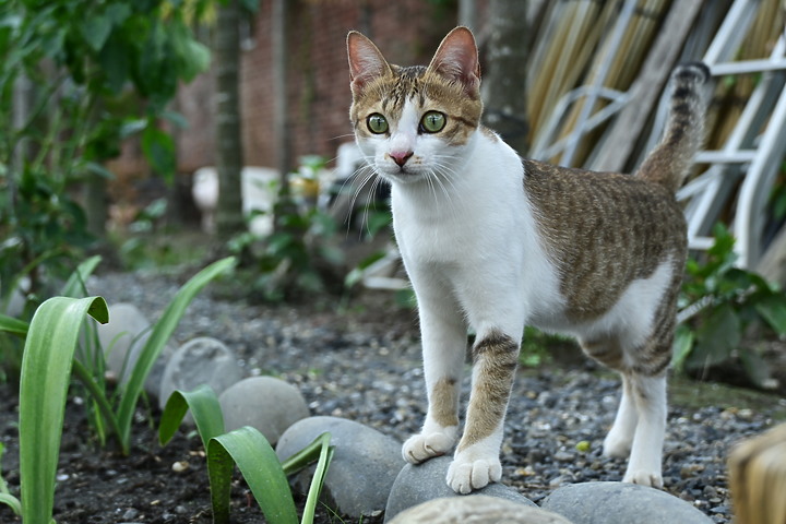 Nikon Z fc+18-140mm喵咪的秘密小花園，都是喵眼(動物)對焦哦！
