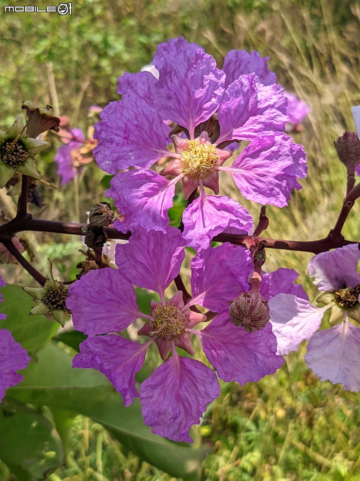 火球花+無患子 台南市佳里區營頂里佳福寺 05/22