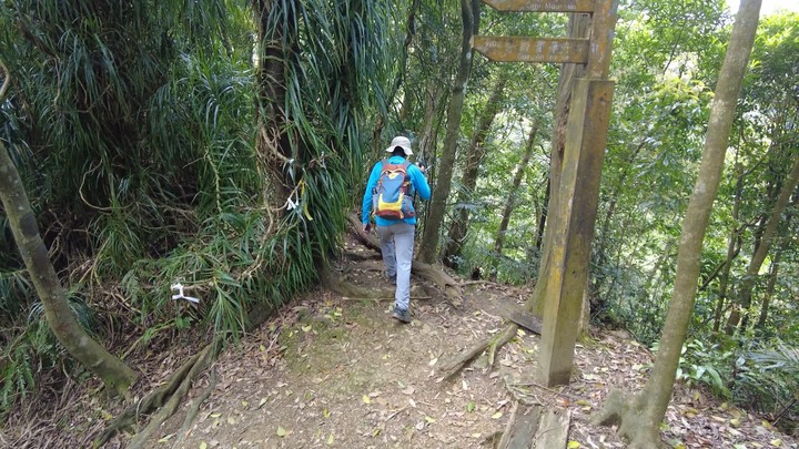 [樂山童盟] [新北平溪] 中央尖-臭頭山-東勢格越嶺步道