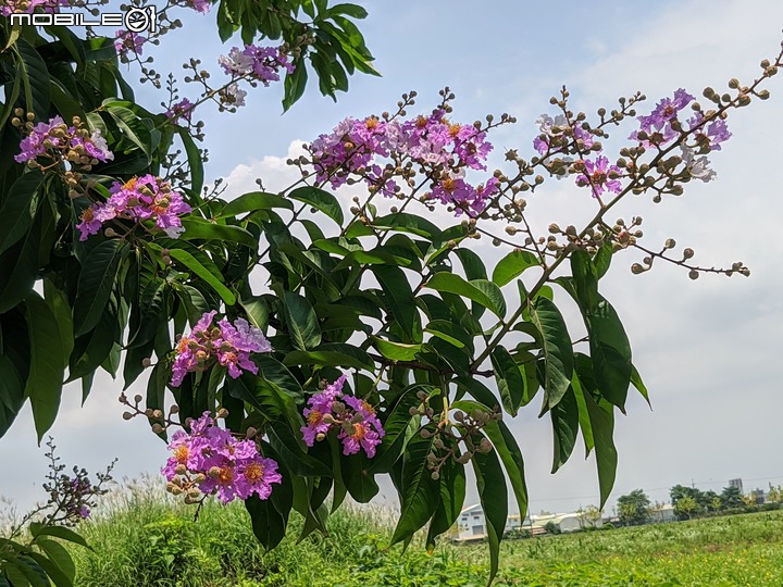 火球花+無患子 台南市佳里區營頂里佳福寺 05/22