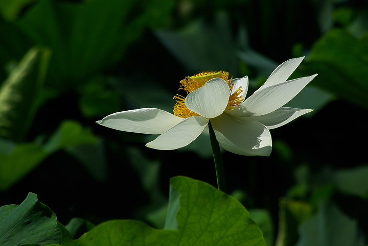 花開花闔，清香白蓮 （端午更新）