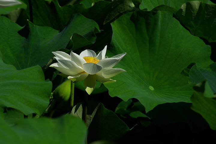 花開花闔，清香白蓮 （端午更新）
