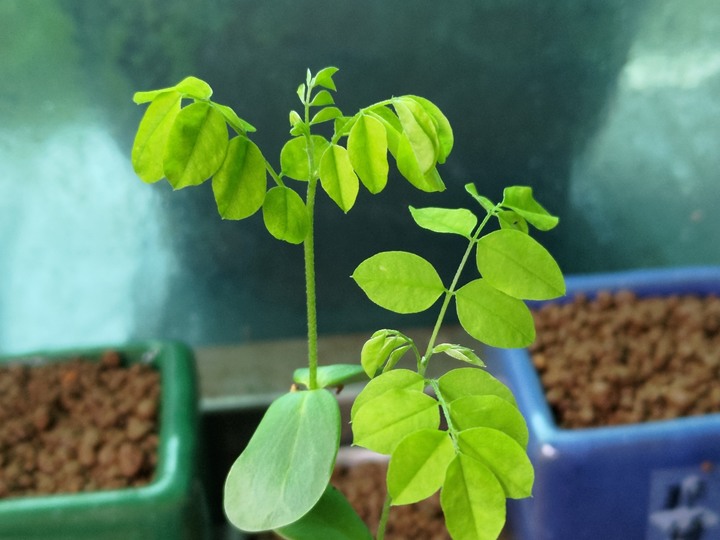 請問這是什麼植物