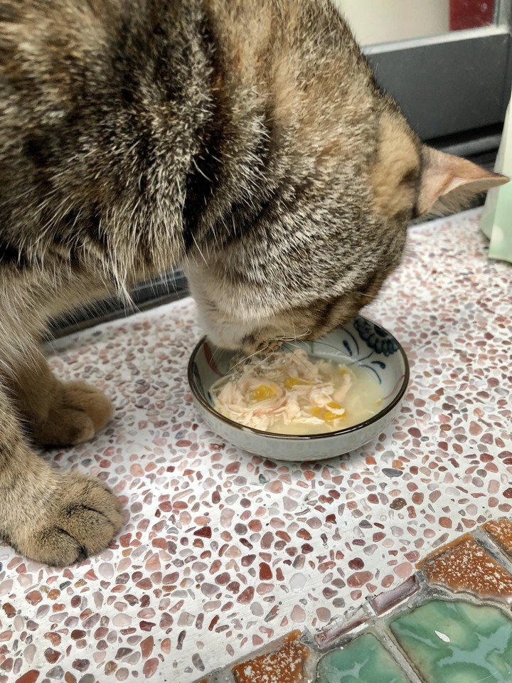 Zimple開箱 天然豆腐砂+健康貓罐罐