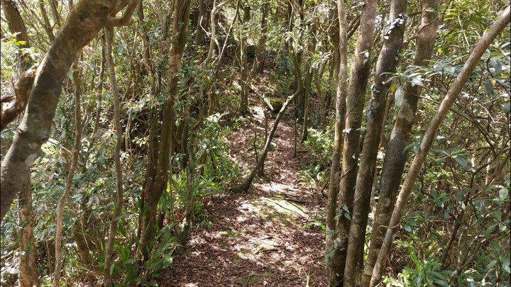 [樂山童盟] [新北平溪] 中央尖-臭頭山-東勢格越嶺步道