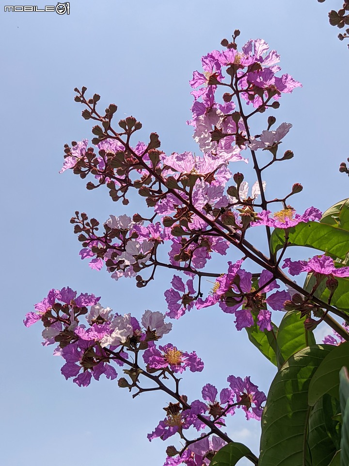 火球花+無患子 台南市佳里區營頂里佳福寺 05/22