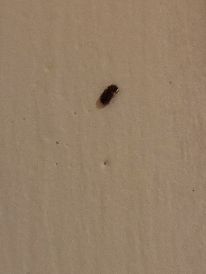 （求救！！）請問這是什麼蟲！！？？