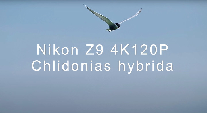 點我看大圖 Nikon Z9影片剪輯教學:黑腹燕鷗以4K120p及120fps串成的影片剪輯示範。