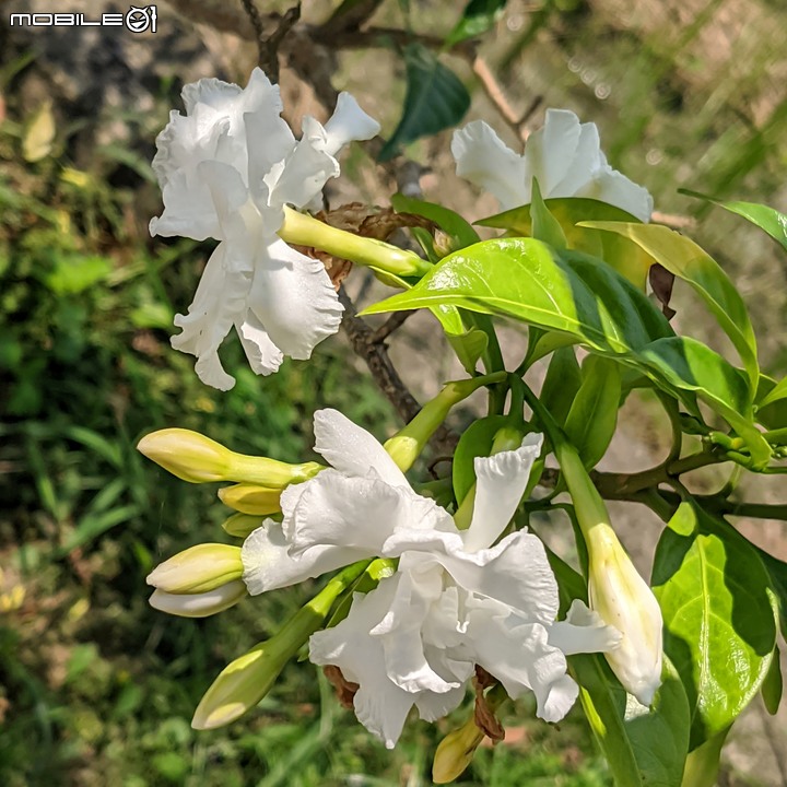 火球花+無患子 台南市佳里區營頂里佳福寺 05/22