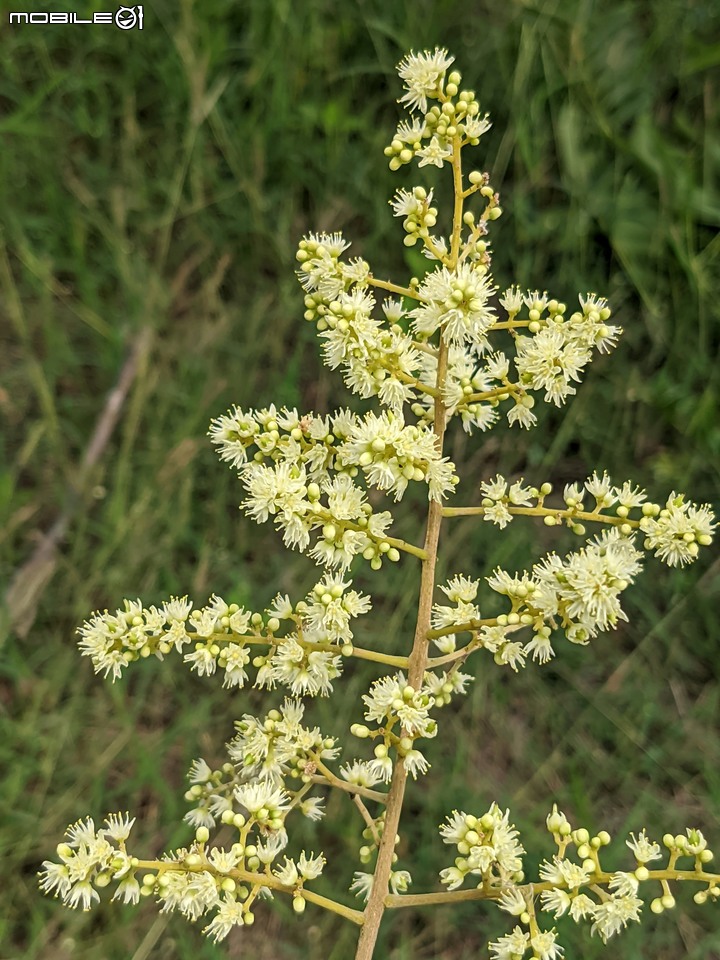 火球花+無患子 台南市佳里區營頂里佳福寺 05/22