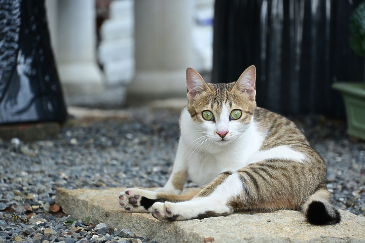 Nikon Z fc+18-140mm喵咪的秘密小花園，都是喵眼(動物)對焦哦！