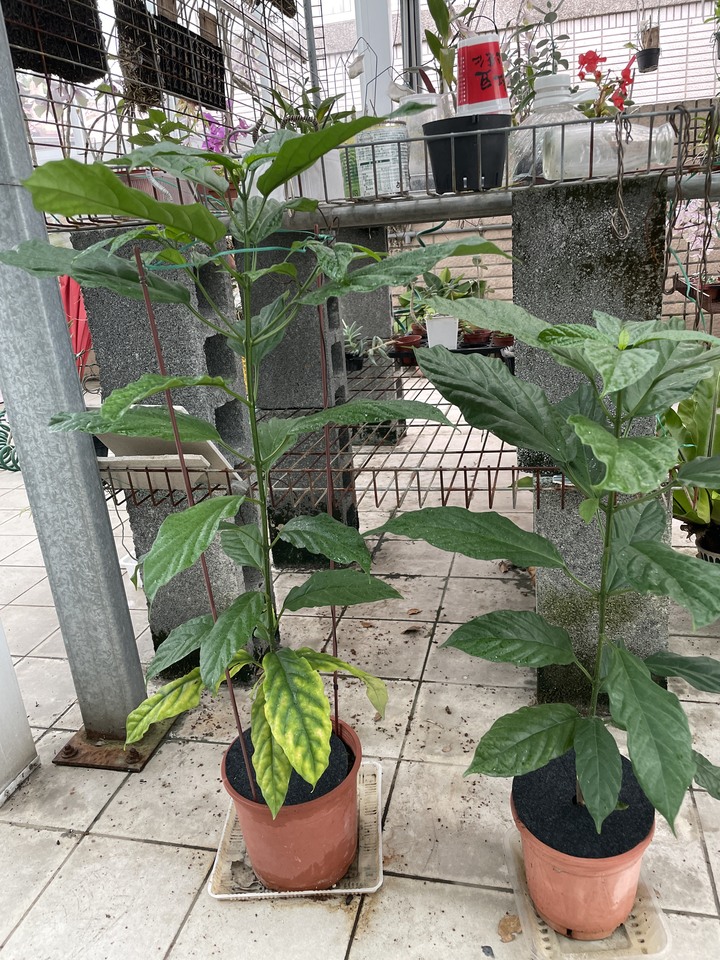垂枝茉莉盆栽 要換盆嗎