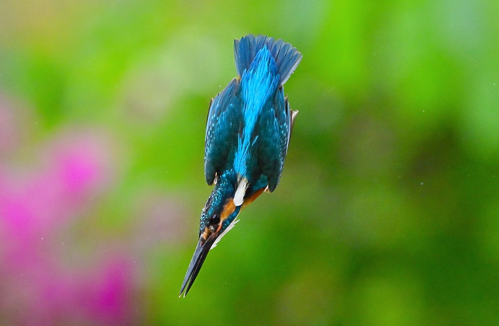 點我看大圖 Nikon Z9+70-200mm母親節快樂!母翠鳥教小翠鳥飛行與衝水。